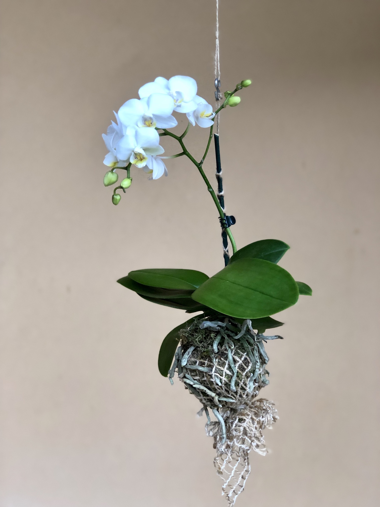 48filimatty kokedama con orchidea