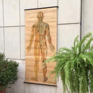 Poster appeso con il disegno di un corpo umano con ossa e muscoli in visione