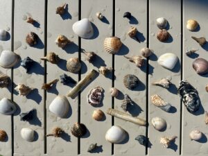 lavoretti-diy-bambini-conchiglie