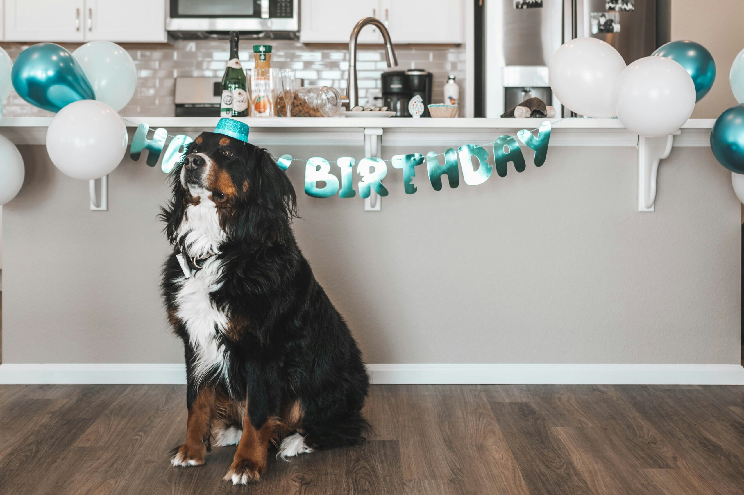 pet party idee cane con cappello di compleanno