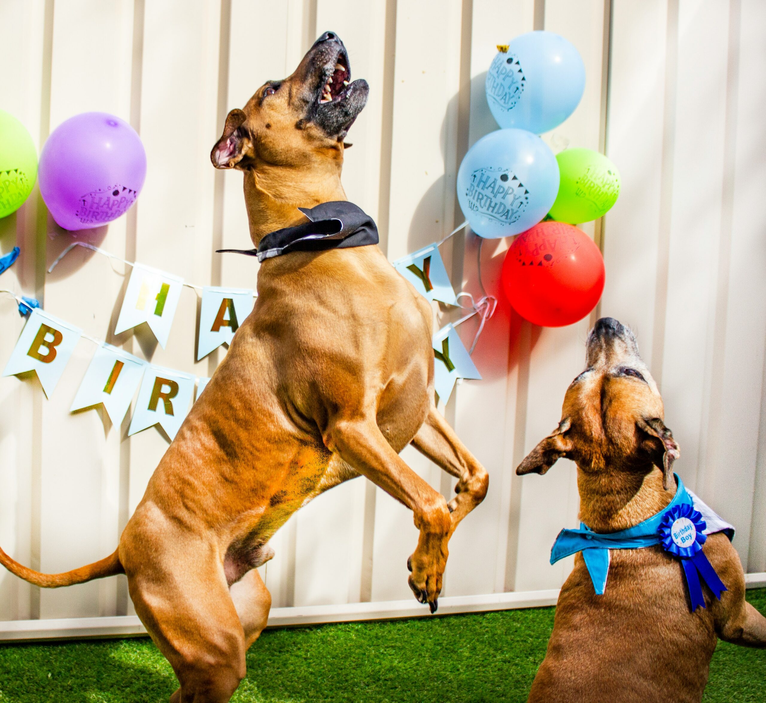 pet party cani con palloncini e festoni