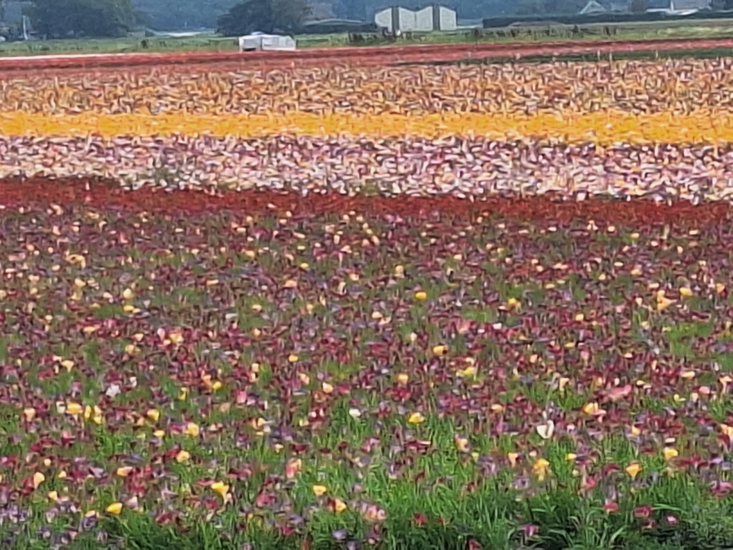 Campagna fiorita dipinto