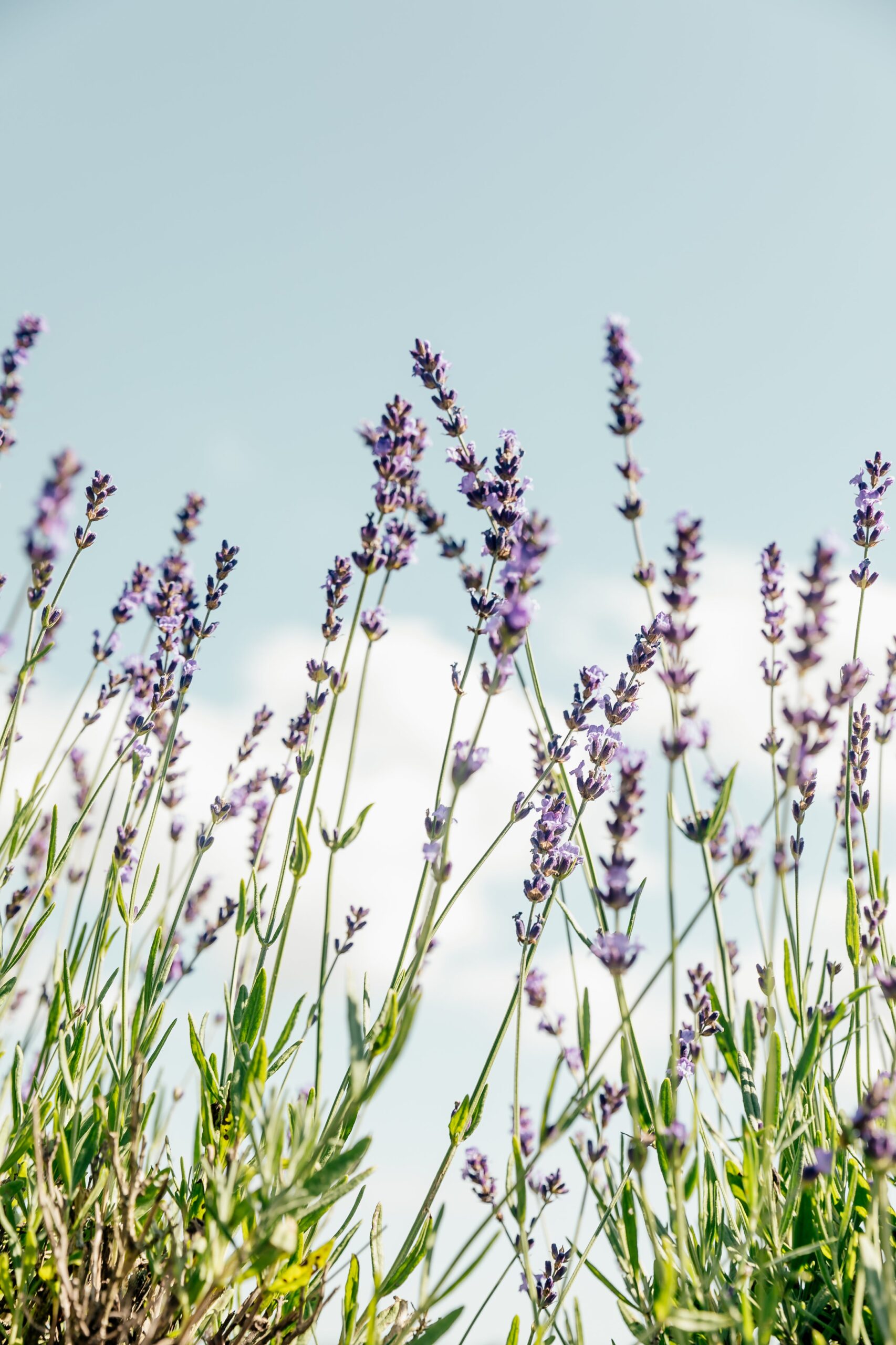 Lavanda