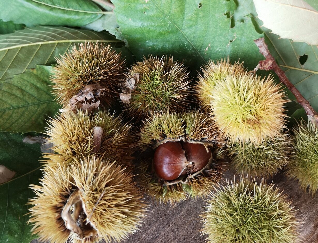 Tintura naturale in autunno: tingere con i ricci di castagne - Be-A