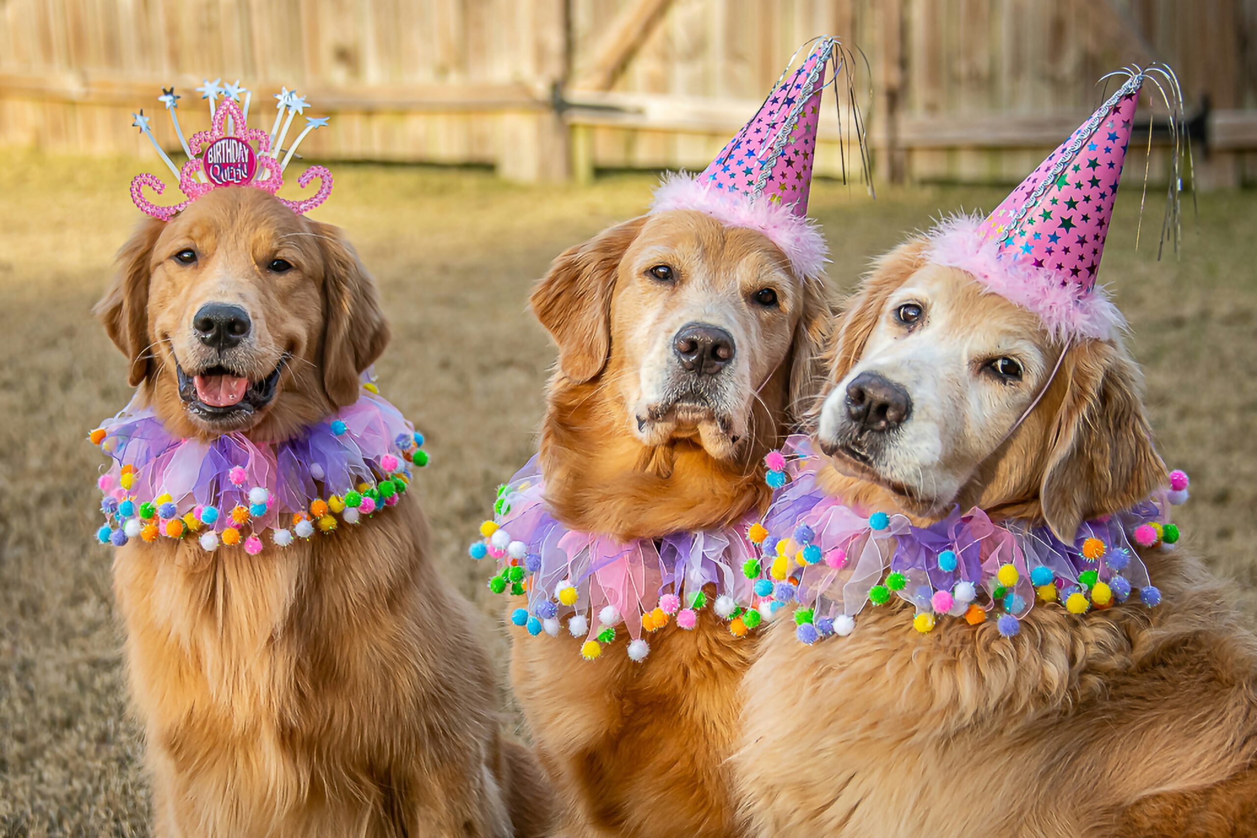 pet party cani con coroncine e festoni